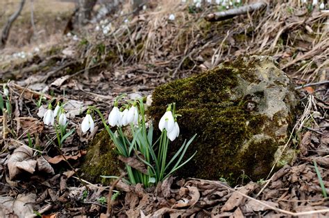 Perce Neige Nature Flore En Plein Photo Gratuite Sur Pixabay Pixabay