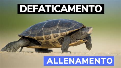 Defaticamento Post Allenamento Come Fare YouTube