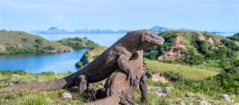 Excited To Meet The Last Dragons In Komodo Island Learn The Basics Now