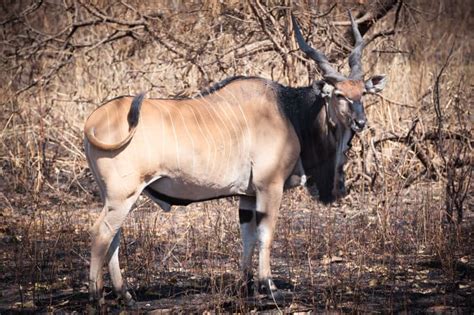 Spiral Horned Antelope Shoemilo