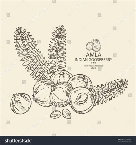 542 Amla Fruit Stock Vectors, Images & Vector Art | Shutterstock