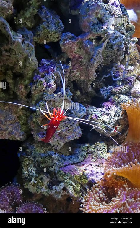 Alone Blood Red Fire Cleaner Shrimp Lysmata Debelius With White Dots