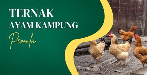 Ternak Ayam Kampung Pemula: Tips Memulainya