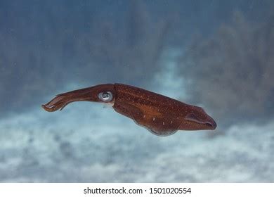 Caribbean Reef Squid On Coral Reef Stock Photo 1501020554 | Shutterstock