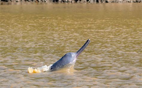 Ganges River Dolphin: Facts, Population, and Protection Status