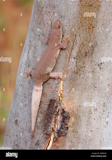 Common House Gecko Hemidactylus Frenatus Asian House Gecko Half