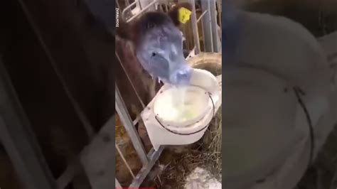 Milk Fountain Youtube