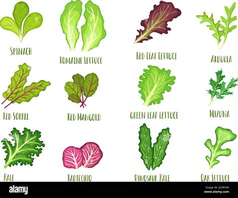 Salade verte Laitue à feuilles vertes épinards frais et kale Légumes