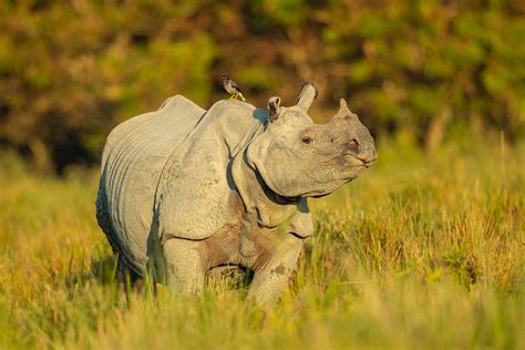 One Horned Rhino And Myna Francis J Taylor Photography