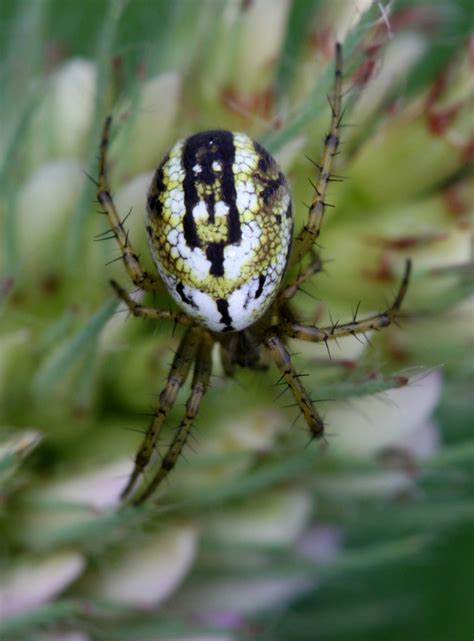 Mangora Acalypha Rimvydas Kinduris Flickr