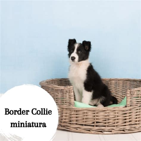 Border Collie Miniatura Todo Sobre Esta Raza ¿te Gusta El Perro Mini