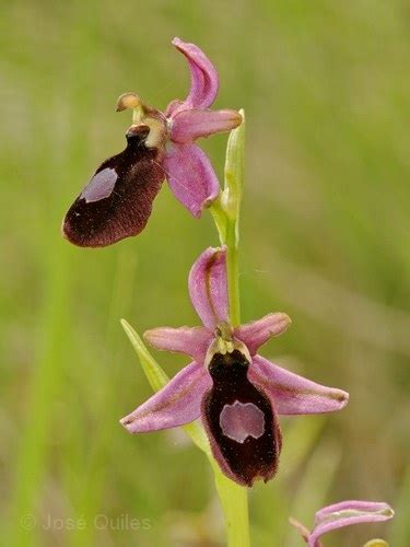 Ophrys Catalaunica