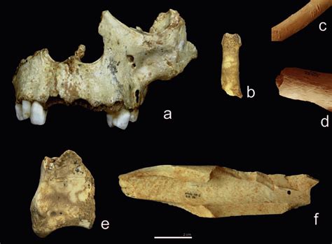 a) Homo antecessor jaw with percussion stigma. b) H. antecessor ...