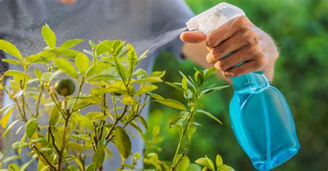 3 Fungicidas Caseros Con Bicarbonato Vinagre O Ajo Para Tus Plantas Sencillos Efectivos E Inocuos