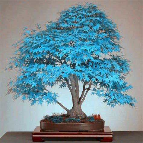 Colored Maple Bonsai Tree Seeds - Shut Up And Take My Yen