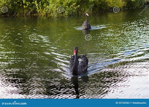 Cisne Preta Imagem De Stock Imagem De Animais Bico 32720363