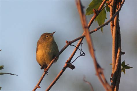 The Pursuit Of Warblers Orange Crowned Warbler Among Ten Warbler Species Today