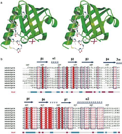 Overall Structure Of Dok Ptb Domain A Ribbon Stereo Diagram Showing