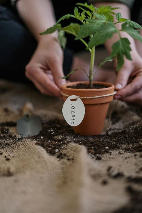 Como Plantar Tomate Em Vaso Itens Essenciais Verde No Espa O