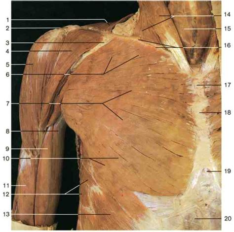 Muscles And Attachments Of The Arm Axilla Cadaver Photos Flashcards