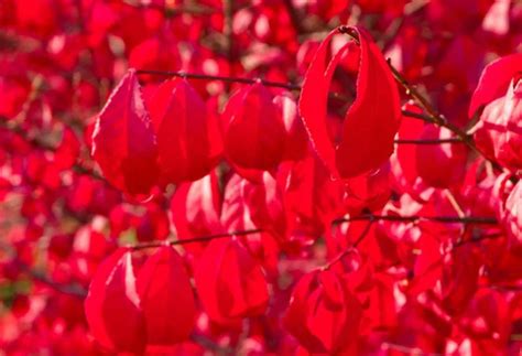 Euonymus Alatus Compactus Burning Bush