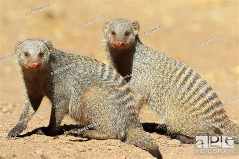 Banded Mongoose Mungos Mungo Kasane Chobe River Chobe River