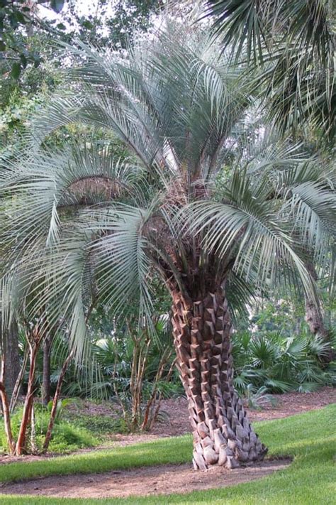 11 Types Of Palm Trees In Florida