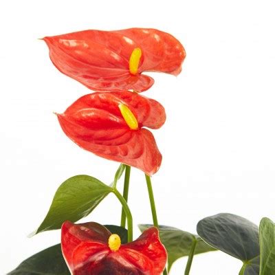 Anthurium Flowering Assorted 4in Washington Cascade Tropicals