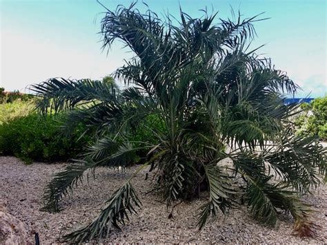 Allagoptera Arenaria Of Seashore Palm