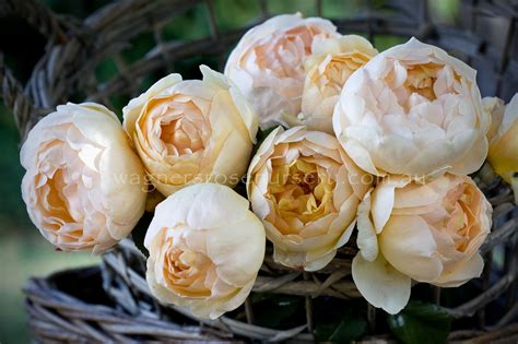 Jude the Obscure (PBR) | Wagner's Rose Nursery