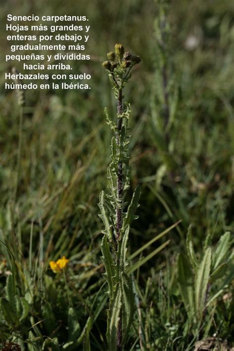 Senecio Carpetanus Flores Silvestres De Arag N