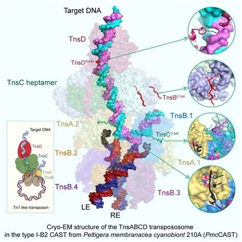 Cell ：畅磊福团队揭示i B型crispr相关转座系统中dna靶向插入的分子机制 生物研究专区 生物谷