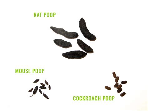 Rat Poop Identification And Removal Pest Resources Pest Resources