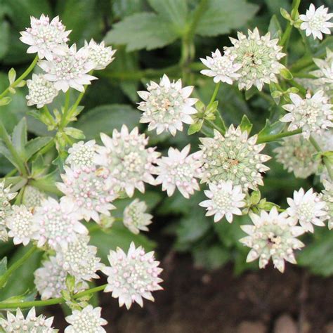 Astrantia Major Star Of Billion White Flower Farm