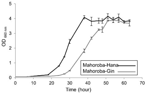 Growth Curve Of Two Yeast Strains Black Shows Mohoroba Hana Strain And