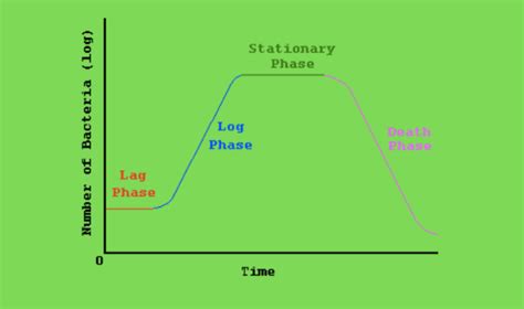 The Phases Of Growth Of Bacteria Bacterial Growth Curve The Food Untold