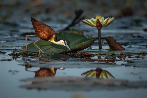 The African Jacana How To Photograph African Jacanas