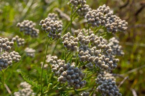 Common Yarrow Achillea Millefolium White Flowers Close Up Floral