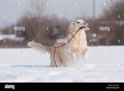 playing Golden Retriever Stock Photo - Alamy