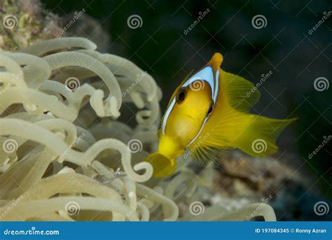 Amphiprion Bicinctus Clown Fish From The Red Sea Eilat Stock Image