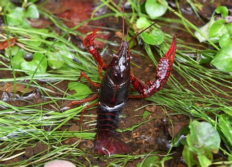 コオロギ終了 食糧難の時は高タンパクなザリガニがおすすめ 日常と不思議でひまつぶし