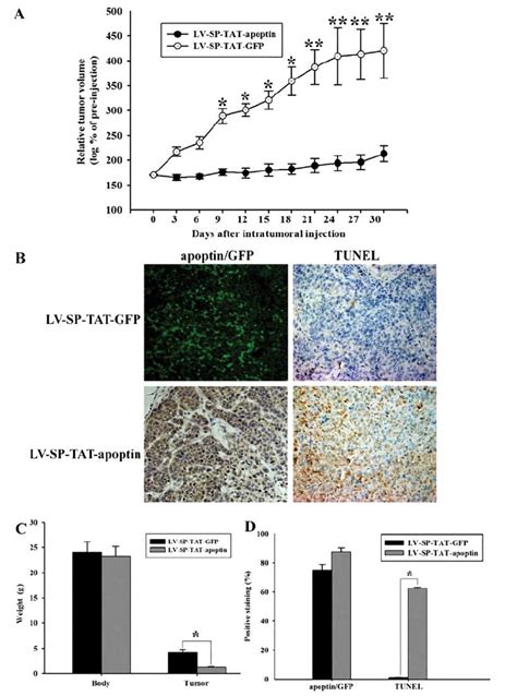 LV SP TAT Apoptin Suppresses Tumor Growth In HepG2 Xenografts A C