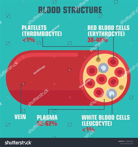 Vector Medical Icon Structure Blood Components Stock Vector Royalty