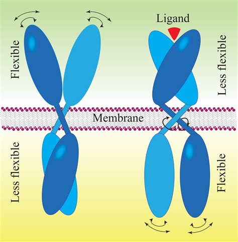 Ligand Binding Process Okinawa Institute Of Science And Technology Oist