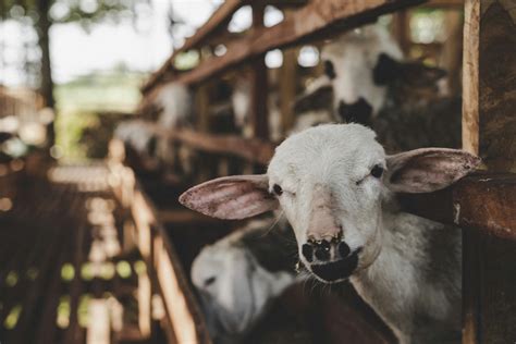 Goat And Goatling · Free Stock Photo