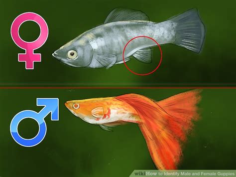 How To Tell If A Goldfish Is Male Or Female Pictures