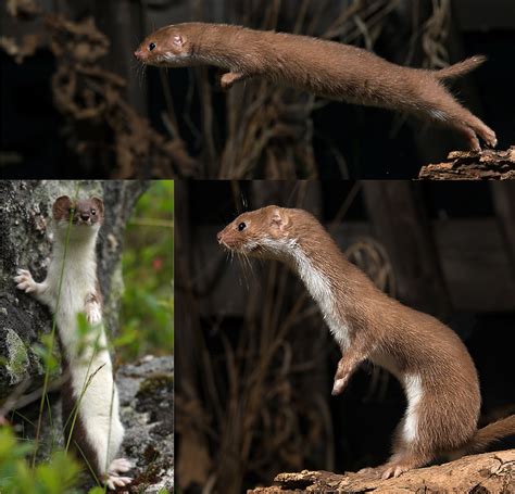 Wildtier Des Jahres 2013 Fokus Natur DeFokus Natur De