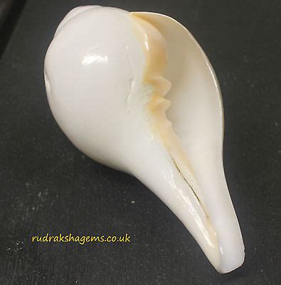 SACRED SHANKHA SOUND SHANKH CONCH SHELL VAMAVARTI HINDU POOJA DIVINE ...