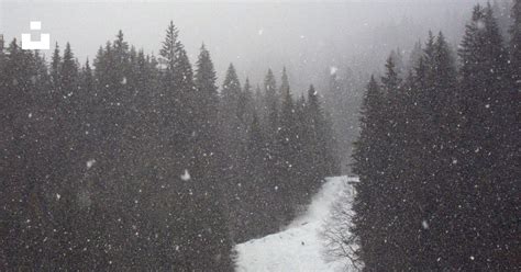 A snowy forest with trees photo – Free Grey Image on Unsplash