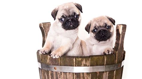 211 Of The Best Fawn Pug Names For Your Light Colored Dog